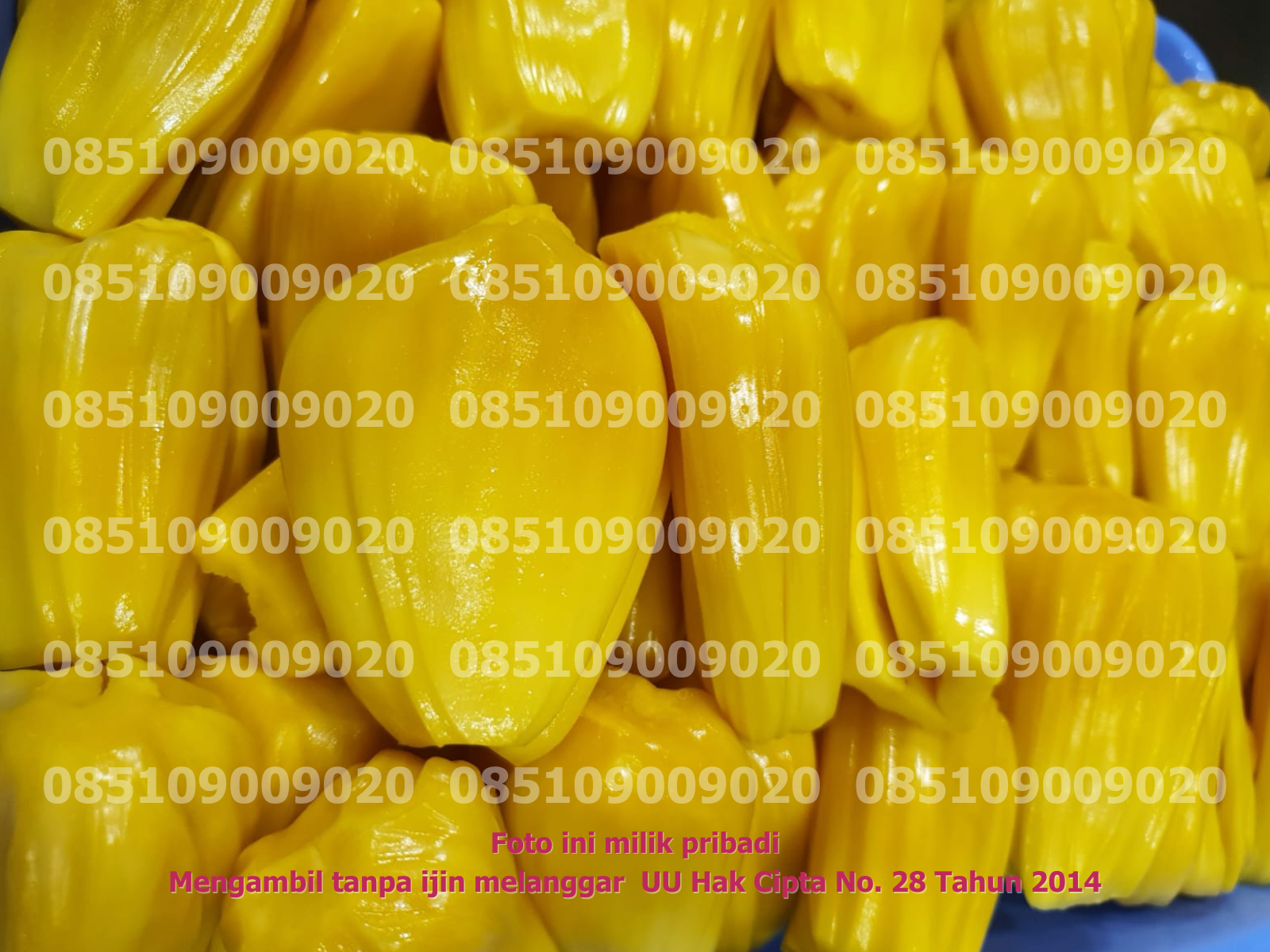 Nangka Dikupas 4
