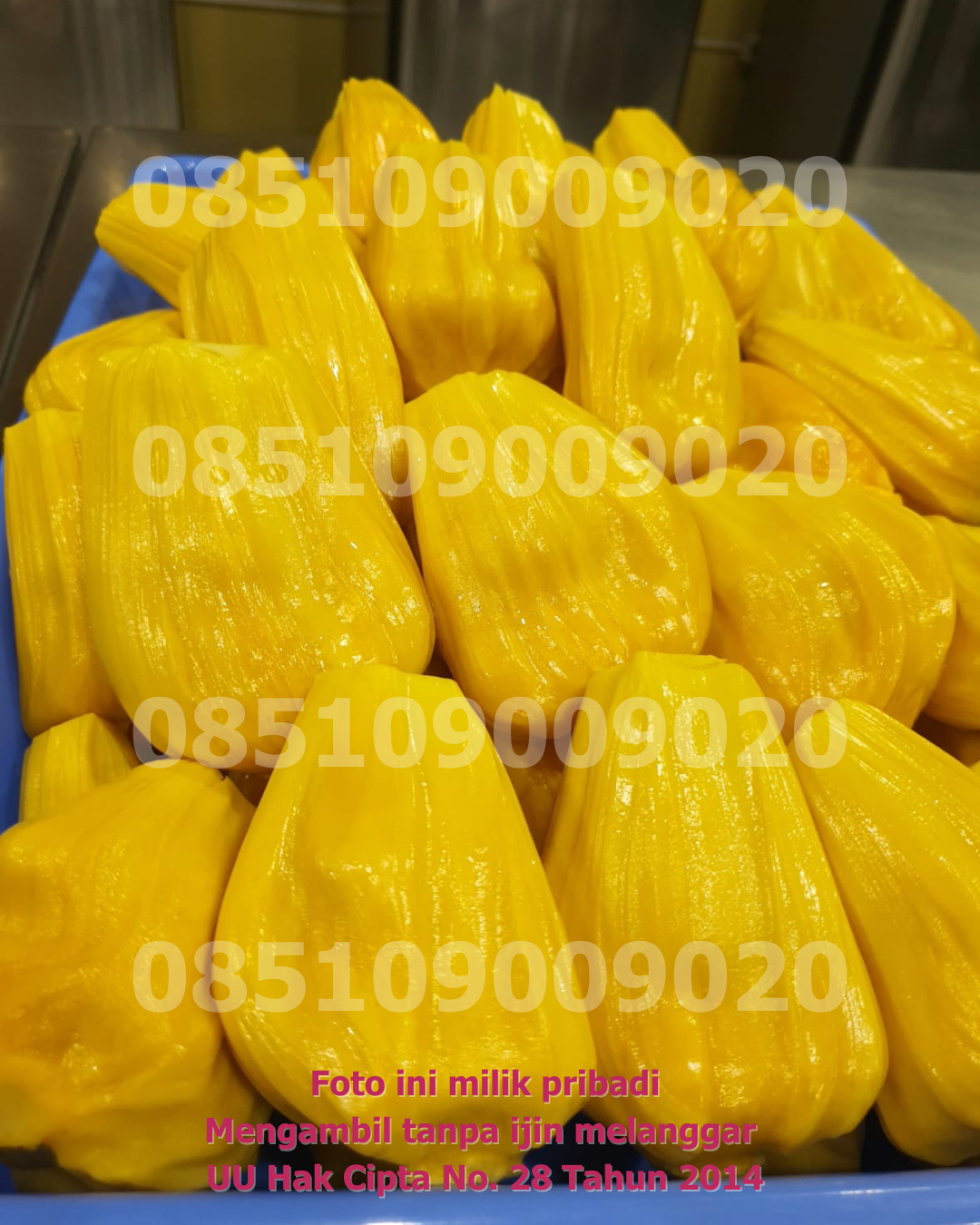 Nangka Dikupas 5