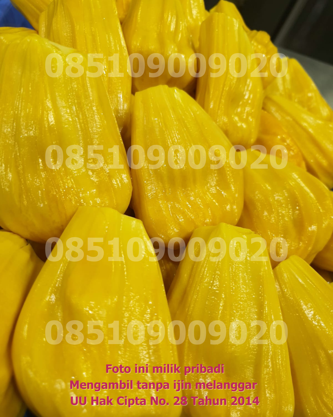 Nangka Dikupas 7