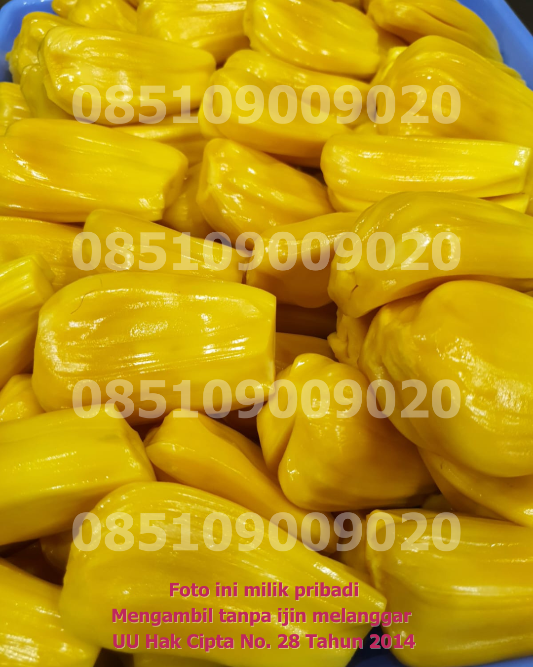 Nangka Dikupas 8