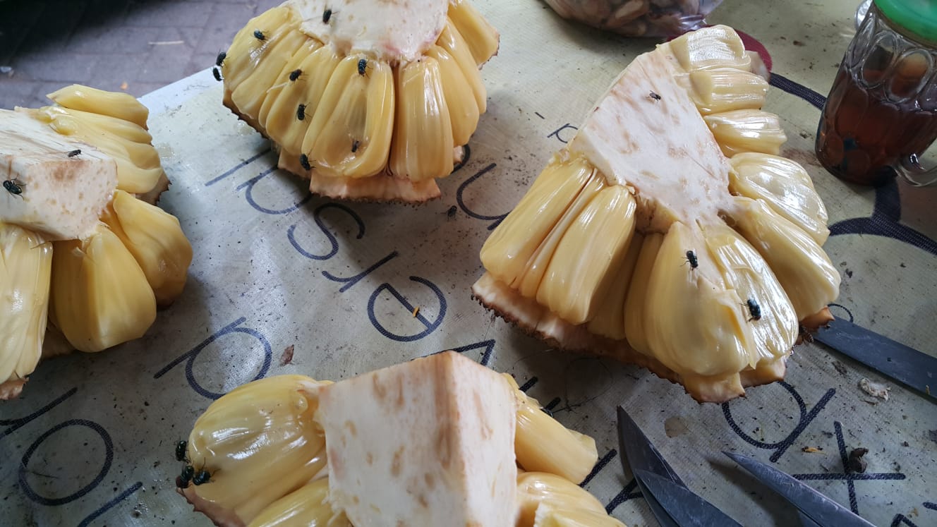 Nangka Dihinggapi Lalat